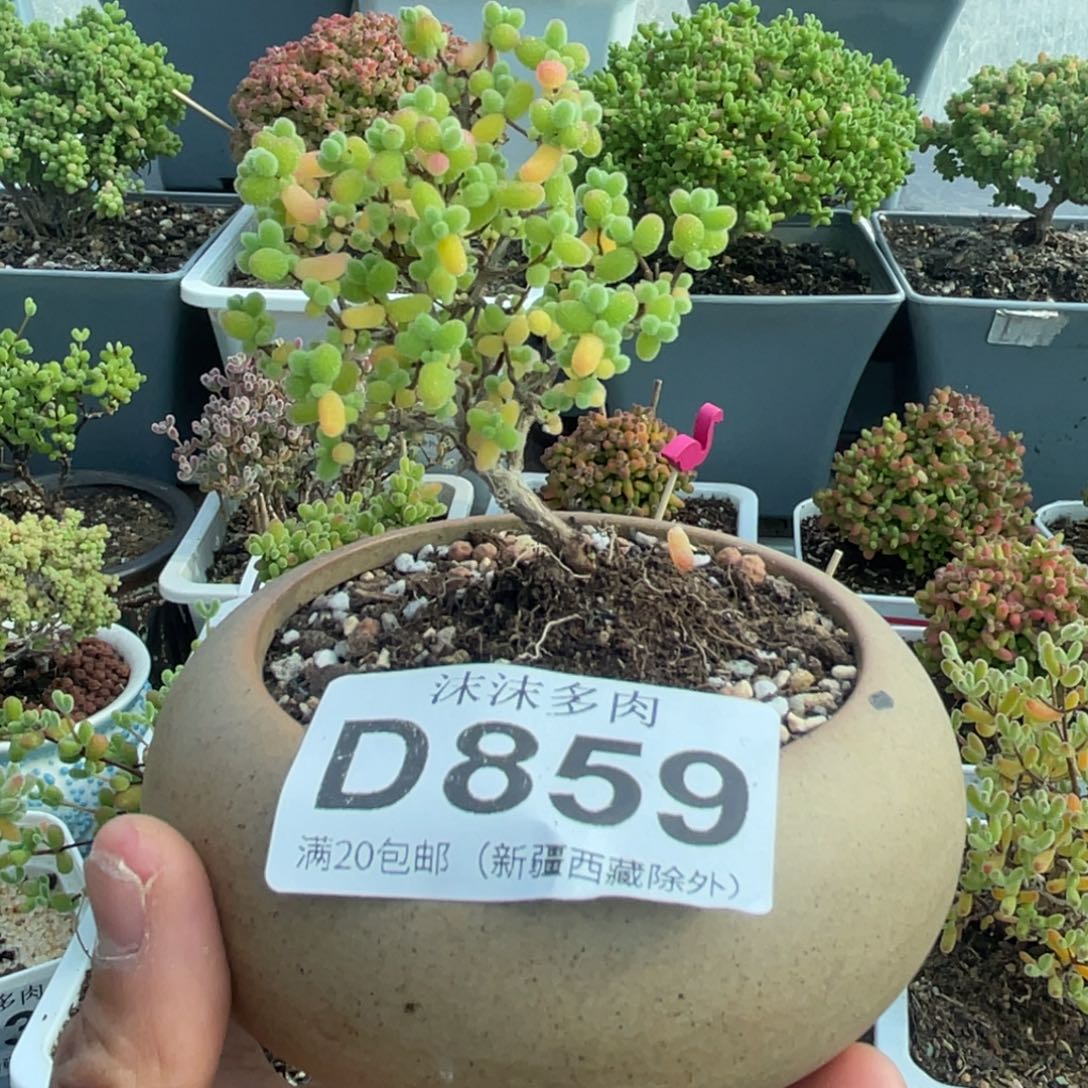 859蜜桔糖球带盆