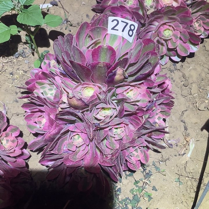 乐*多肉植物法师278香妃寄养