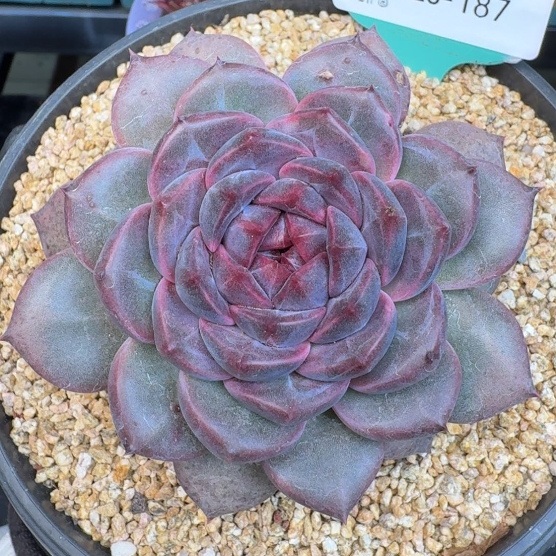 从前慢多肉精选编号1226.187