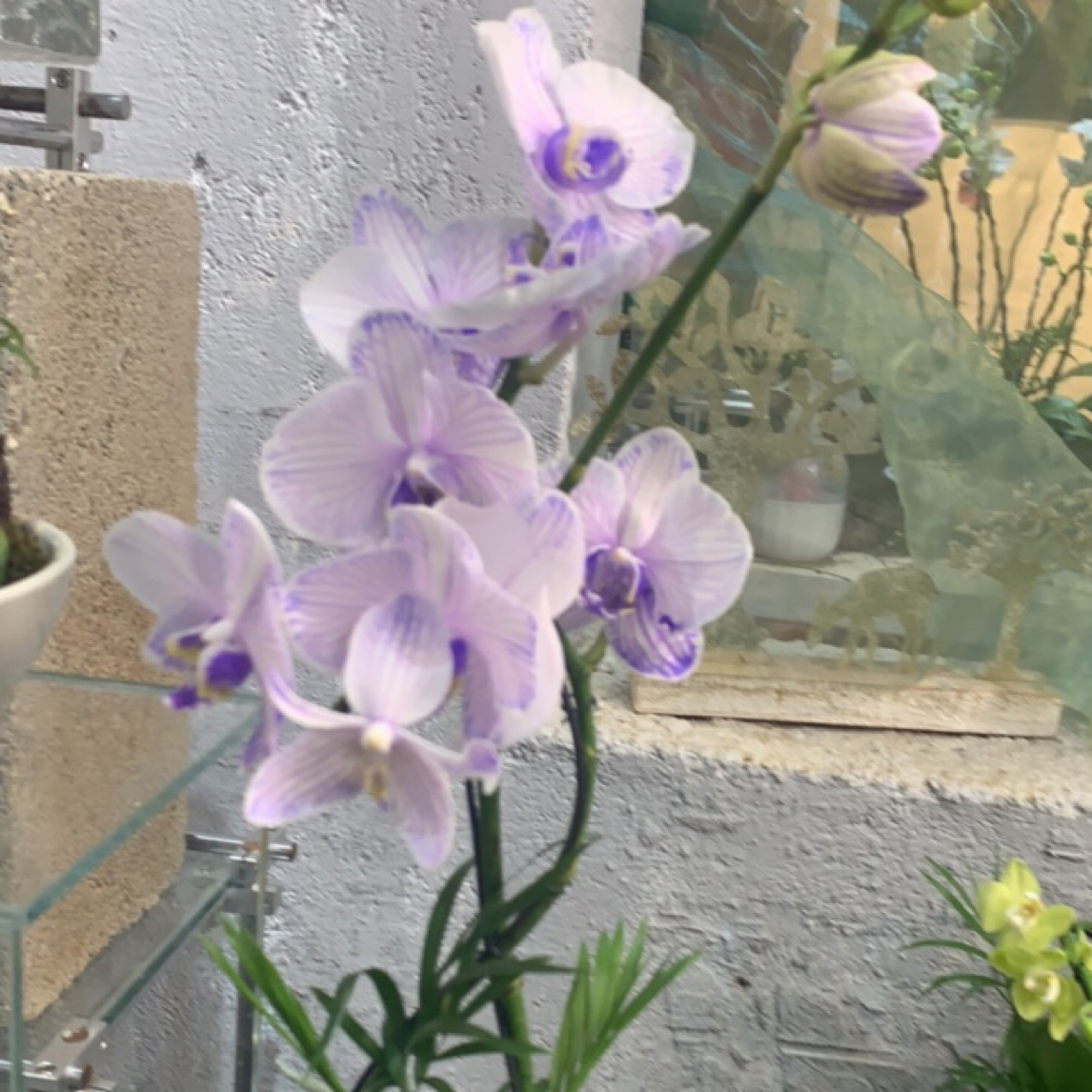 95号蝴蝶兰艺术抢拍