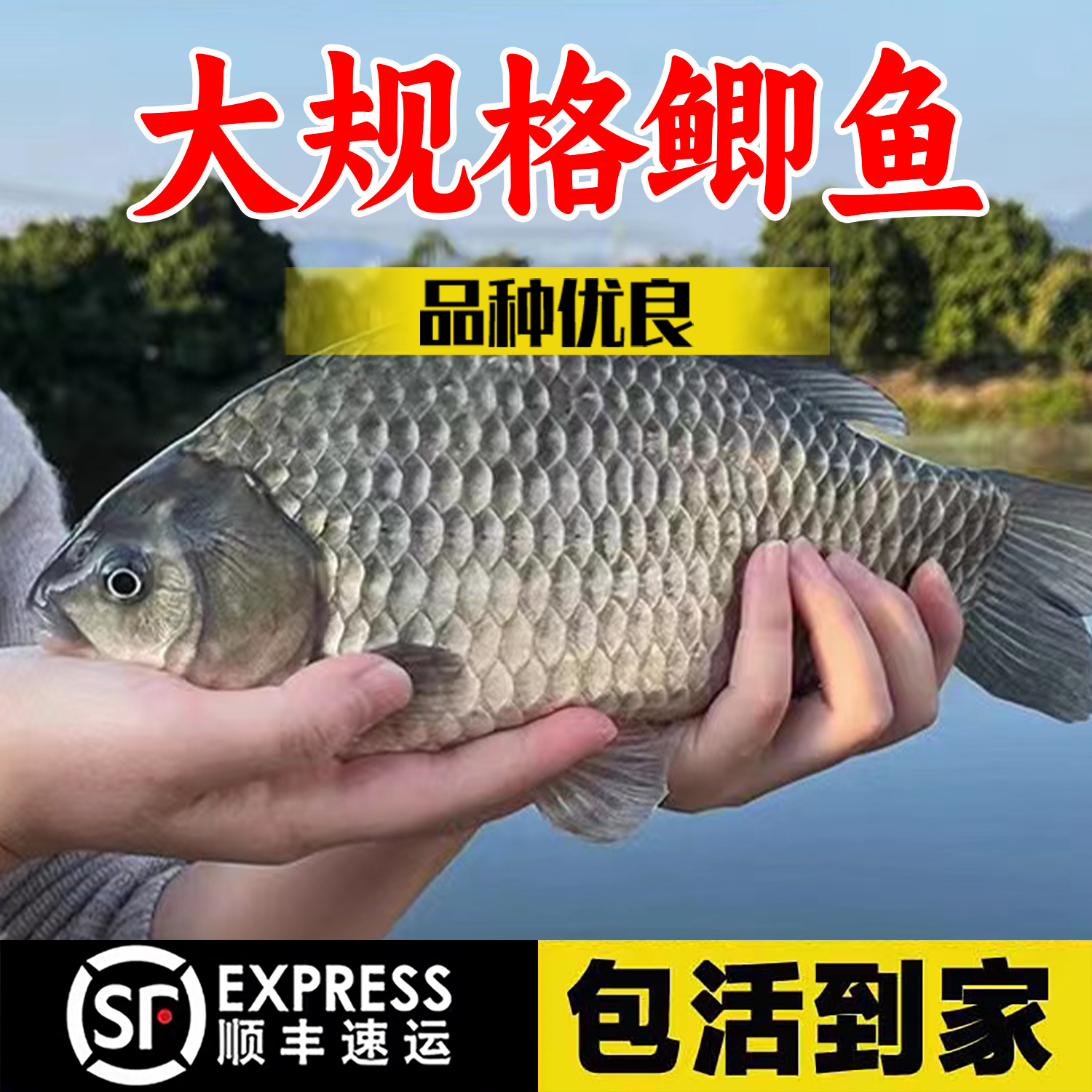 黄金鲫鱼饲料中科五号工程鲫湘云鲫高背淡水养殖活体