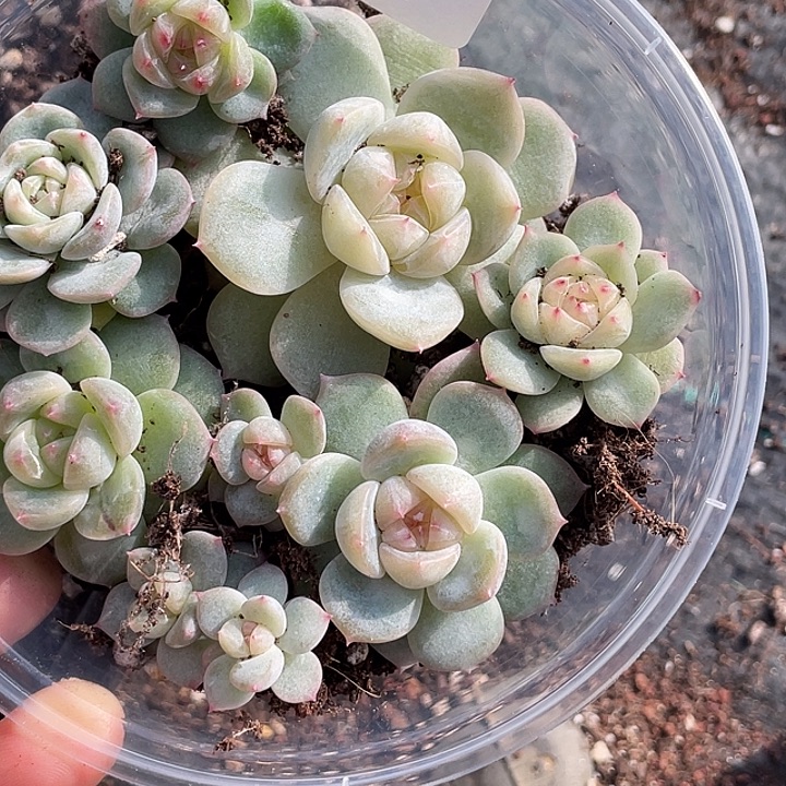 OTO多肉切糕优选dy2360