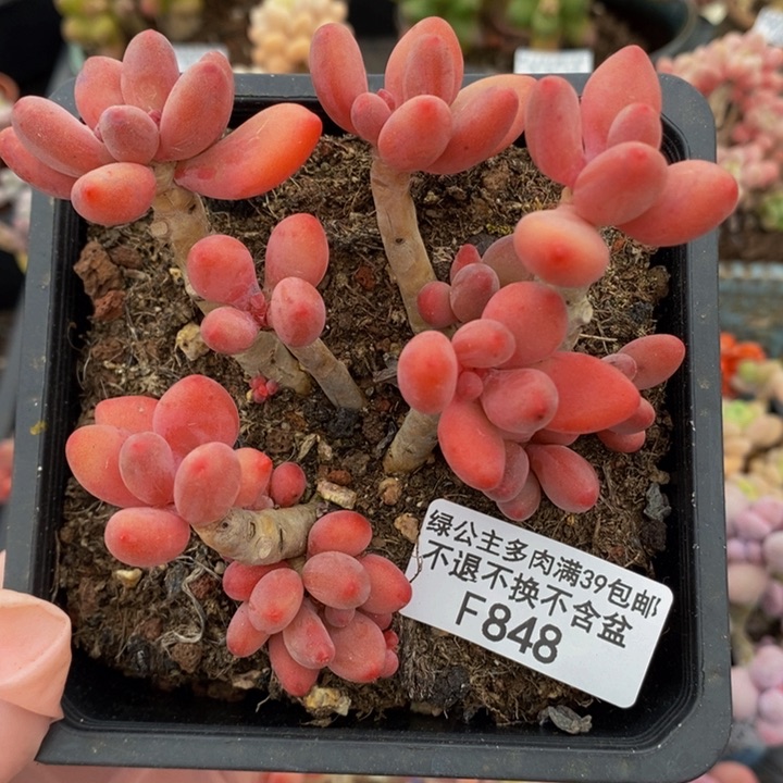 樱花奶老桩9cm848多肉植物