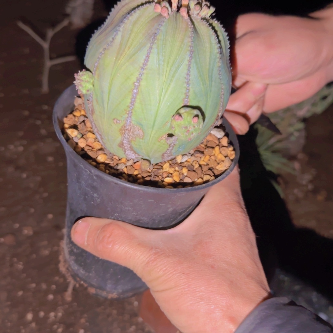 纸***虎块根植物块根植物