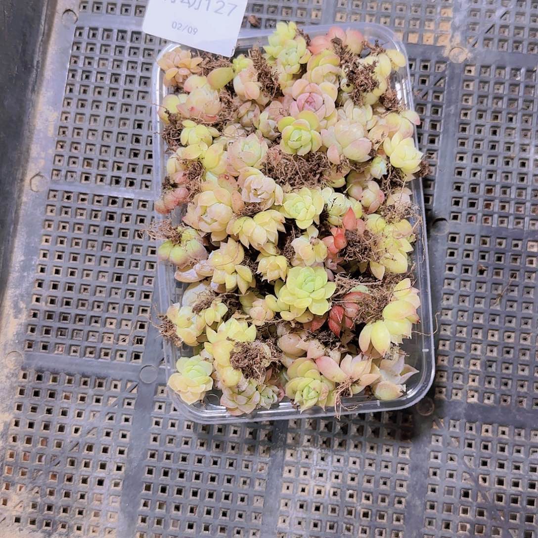 直播一物一拍多肉127