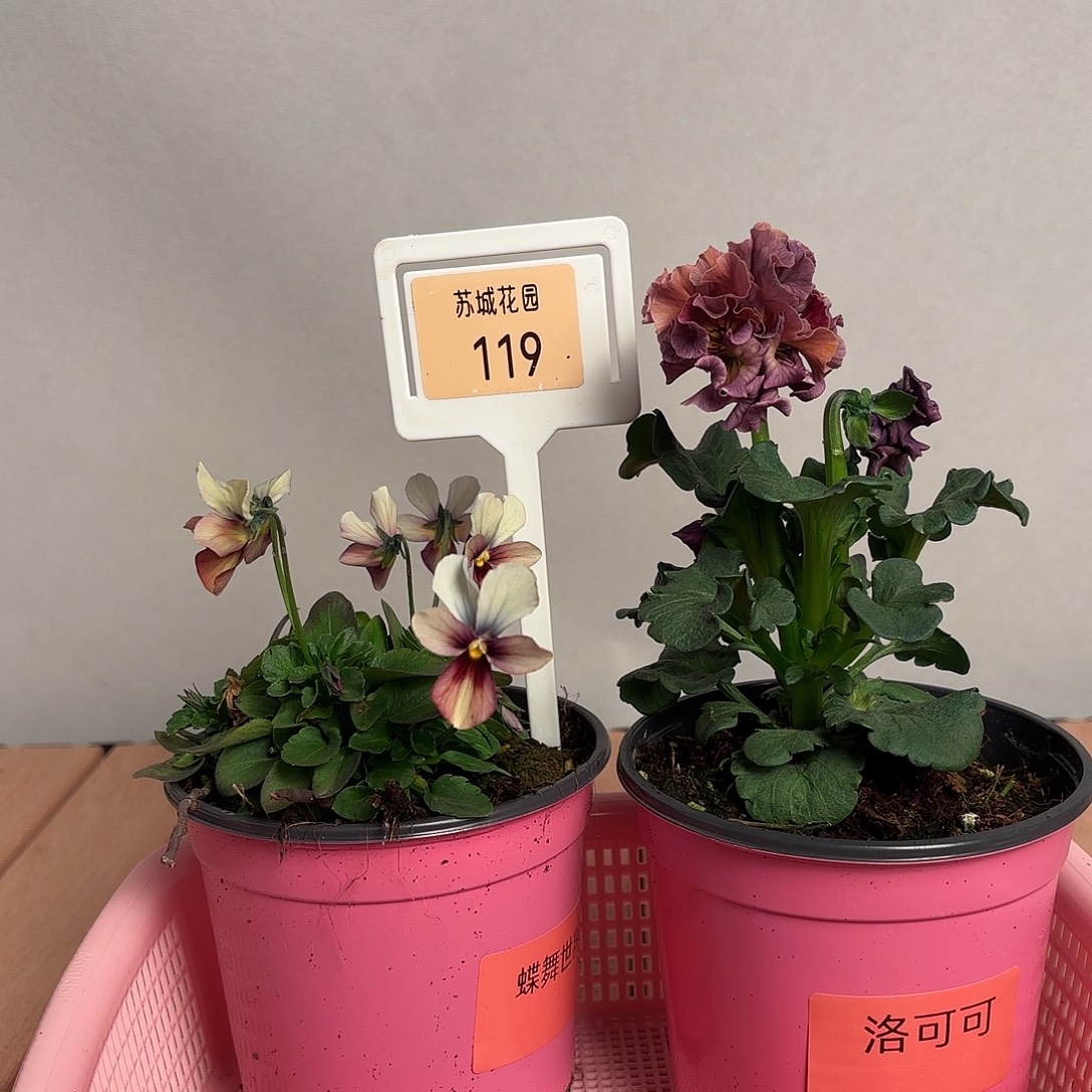 大部分开放少量花苞119