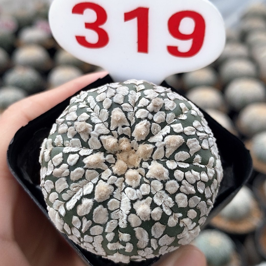 319v兜系列的产品也