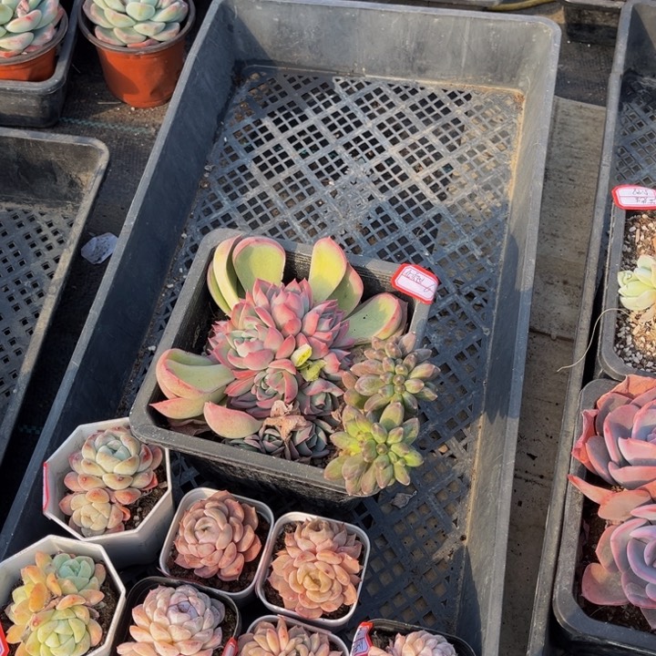 倾****༅侧影一颗千代缀一颗