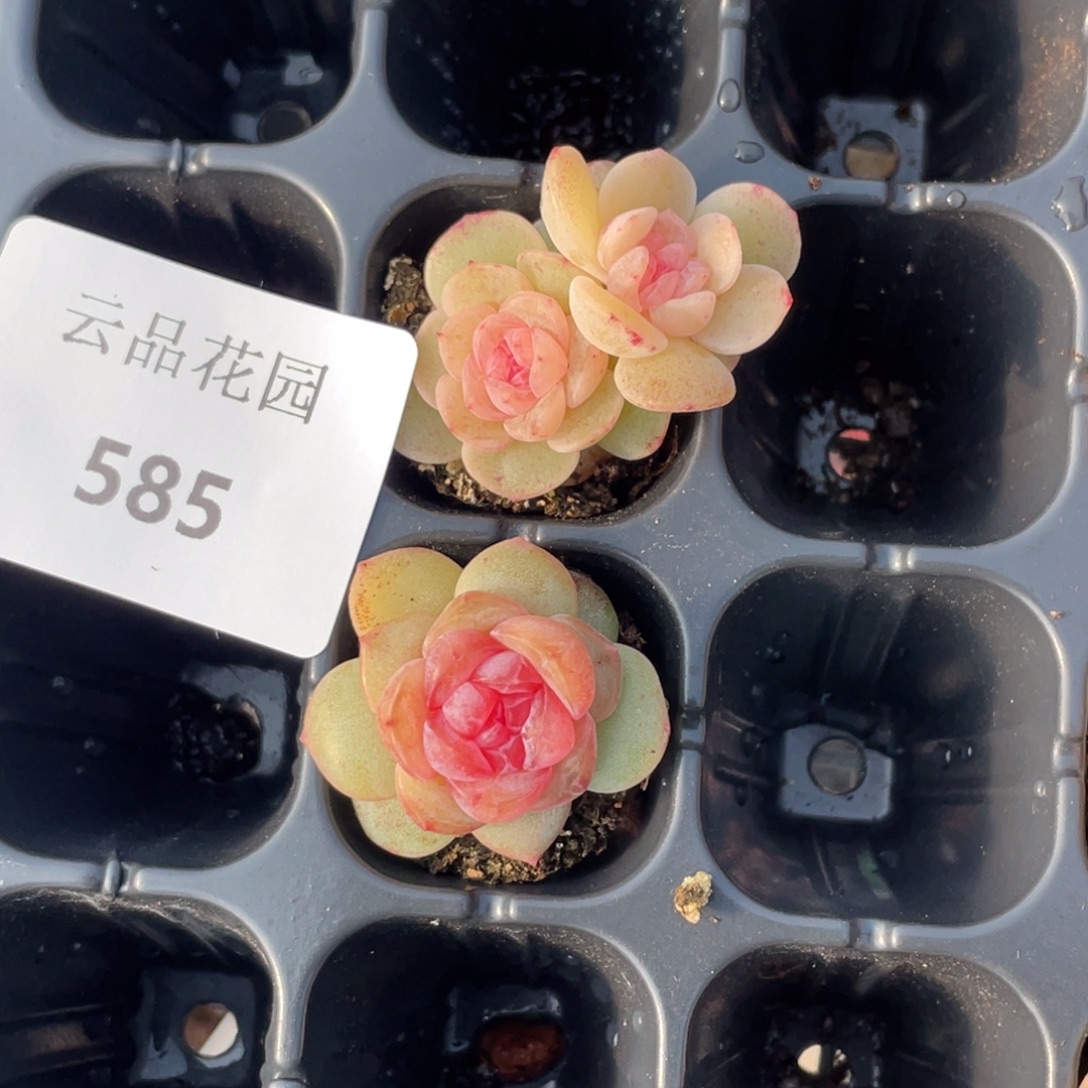 启***启585号糖心冰心珍妮2