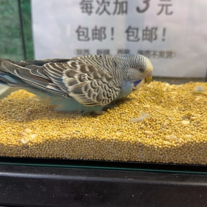 虎皮鹦鹉大头虎皮鹦鹉