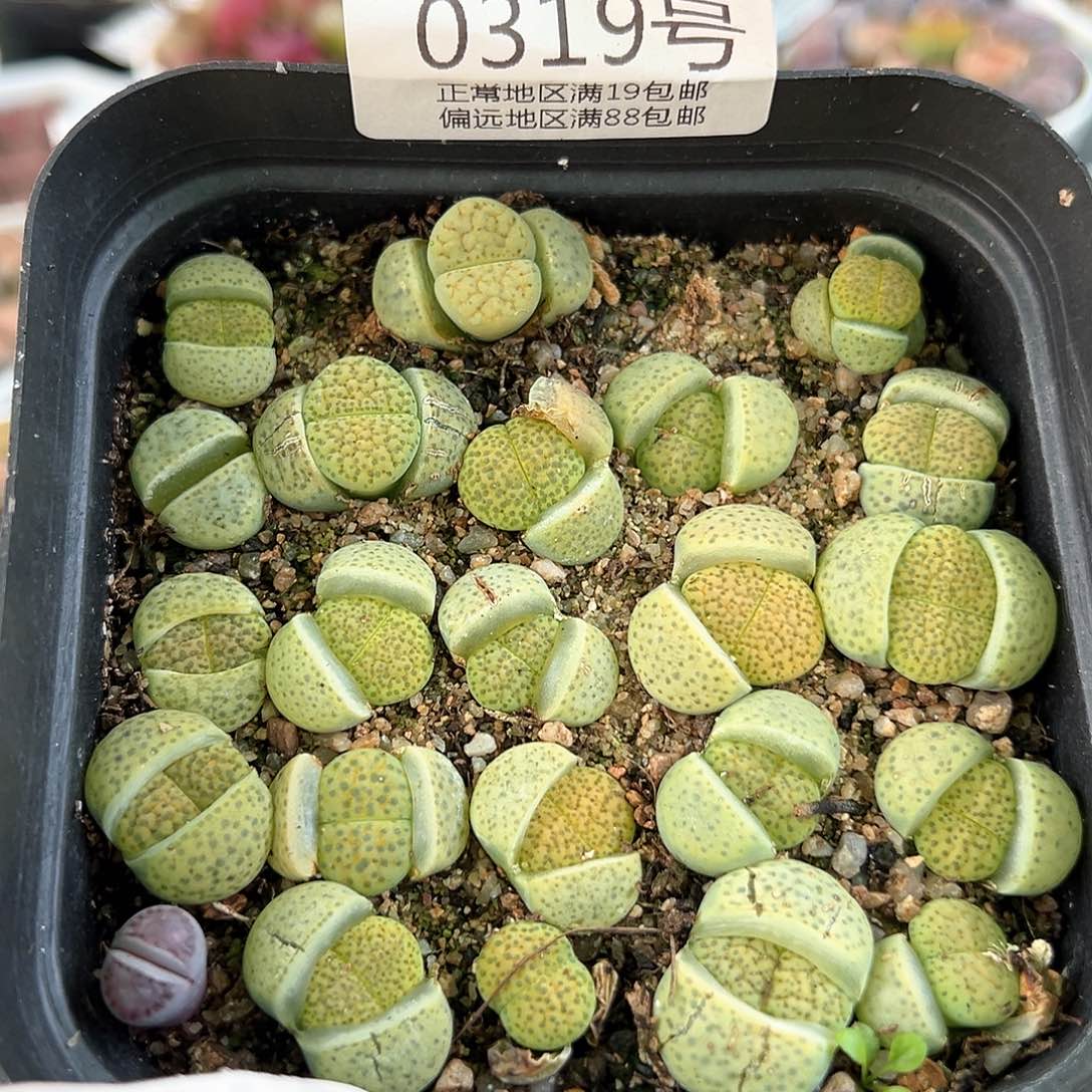 好养易活生石花大母本0319