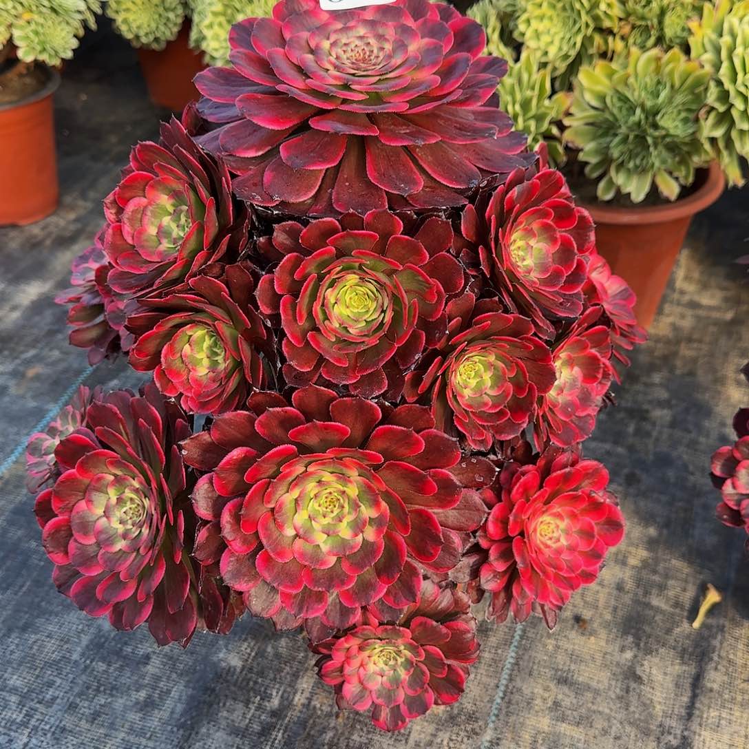 00000869墨亚多肉植物