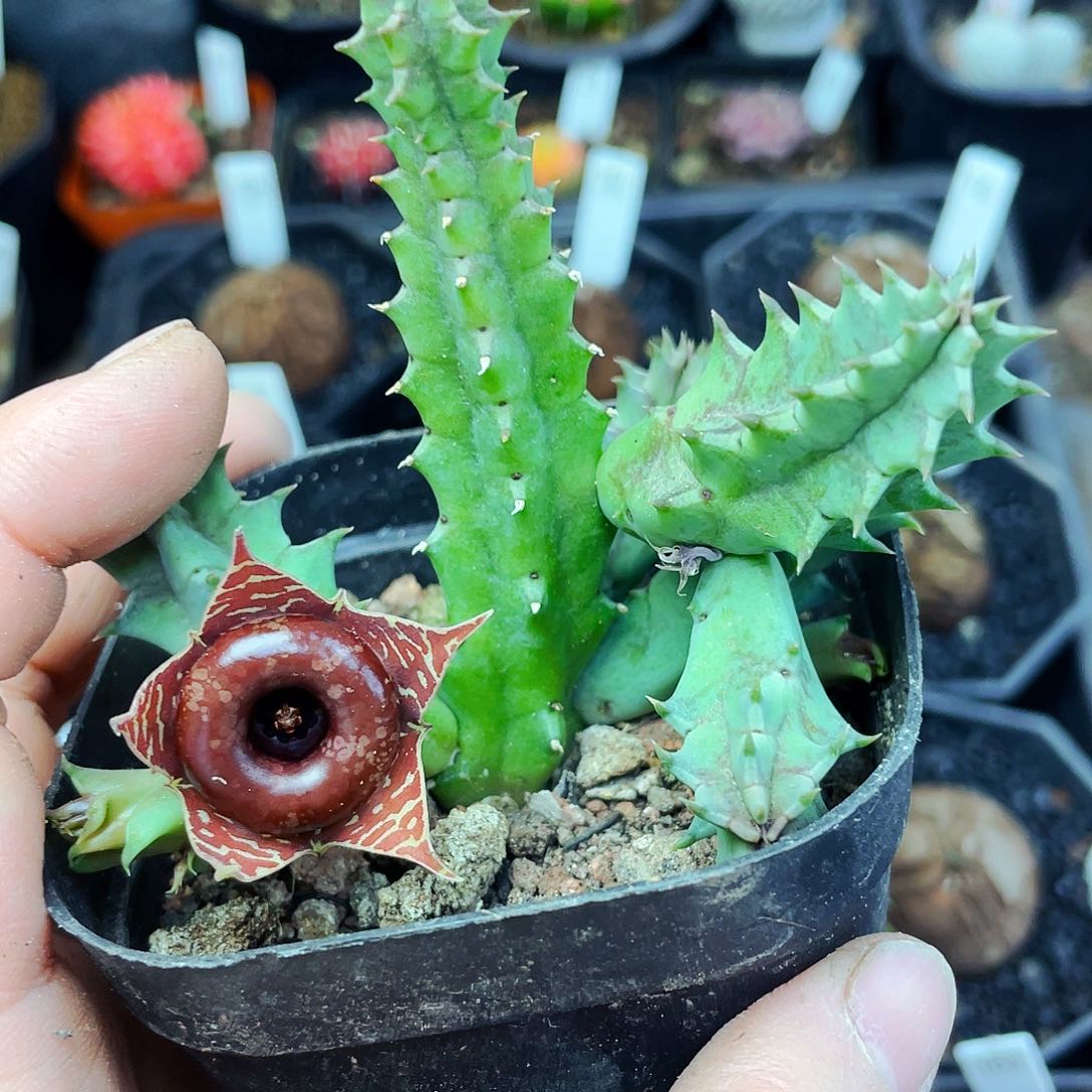 甜甜圈非偏远地区满25包邮仙人球