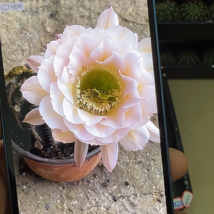 仙人球彩草歪g4143