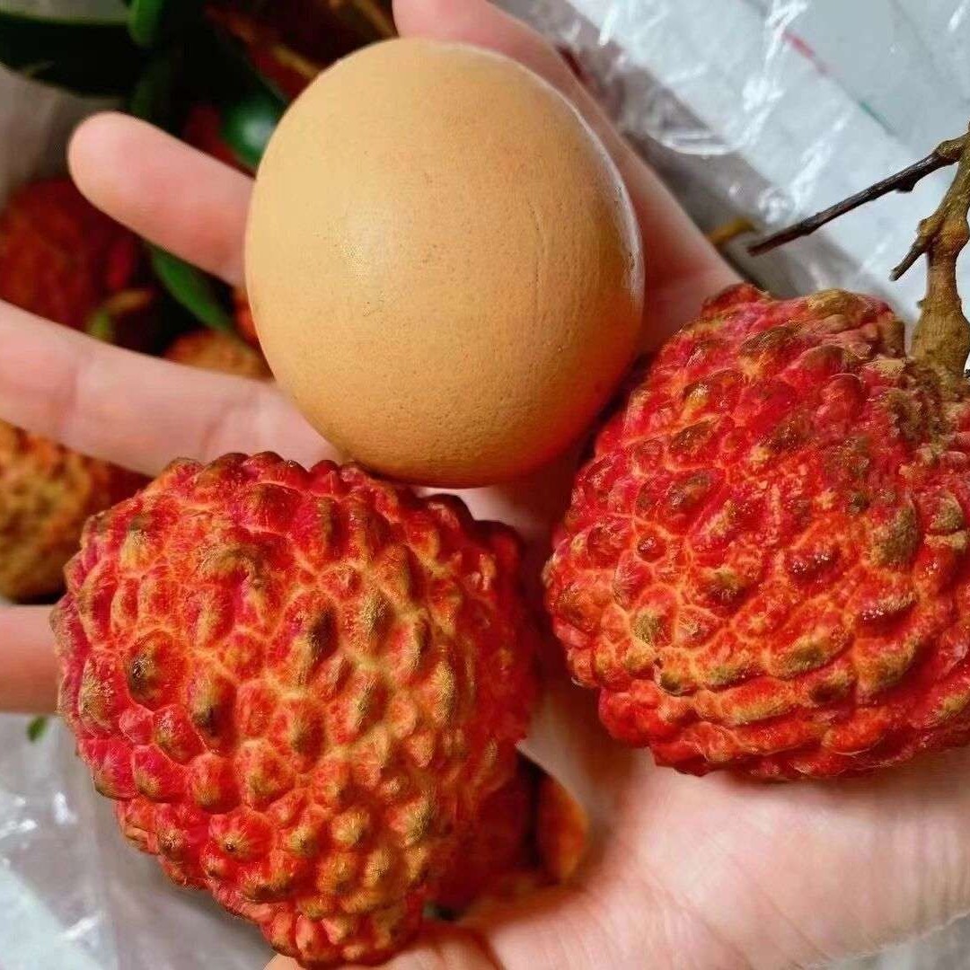 海南大果王 荔枝王1箱8斤左右