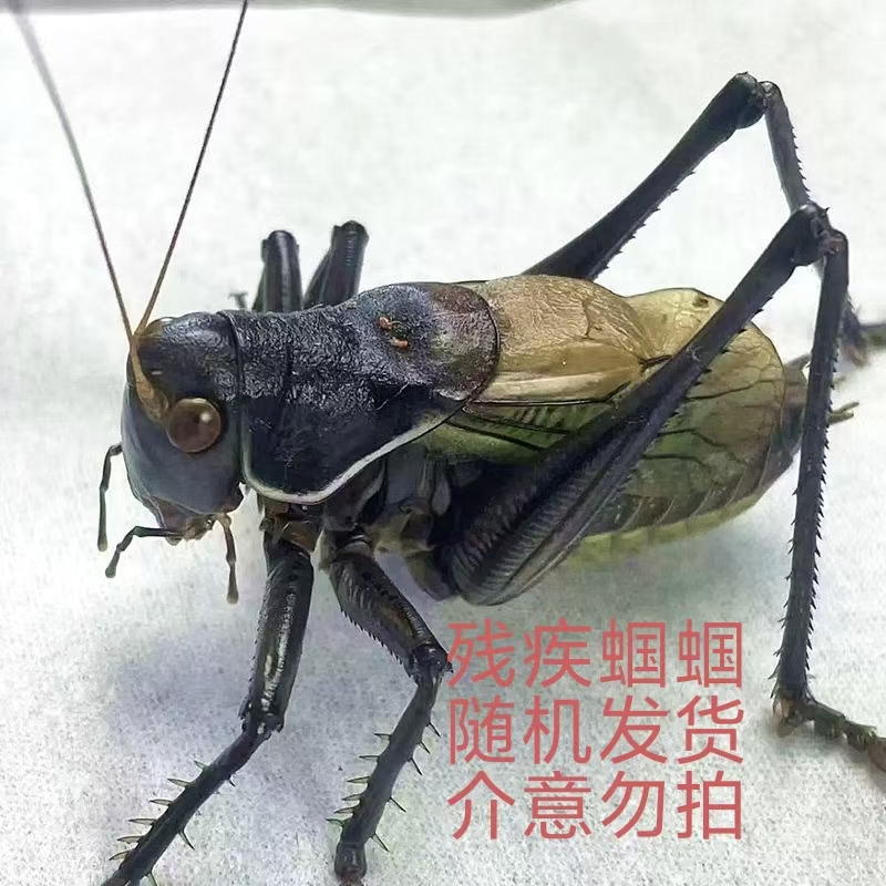 两只蝈蝈 残疾 断须  憋眼 介意勿拍