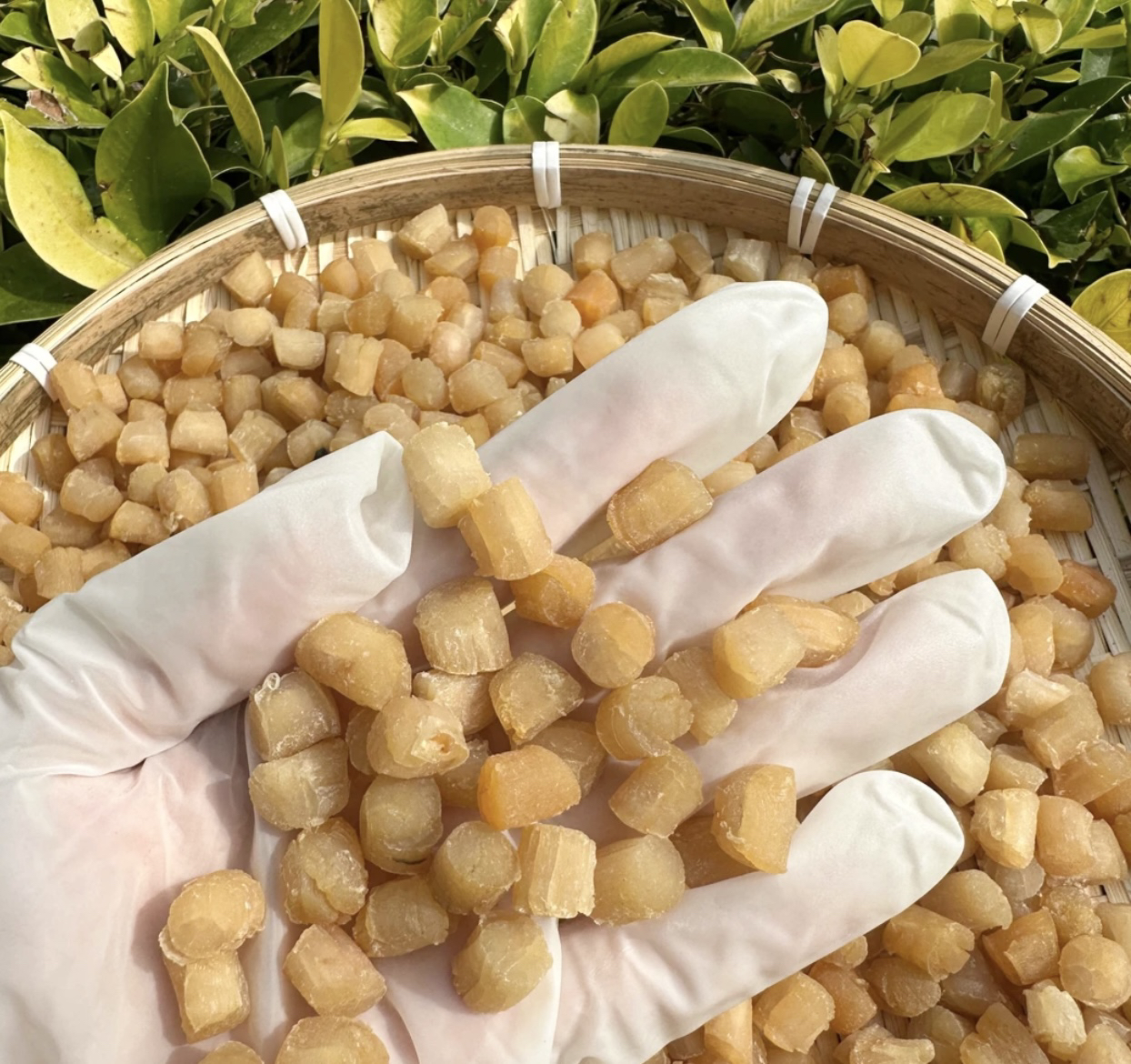 北海渔民自晒足干淡晒干贝带子贝瑶柱粒瑶柱干瑶柱海鲜干货