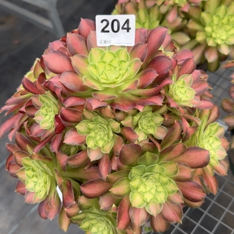 204韶华25厘米左右