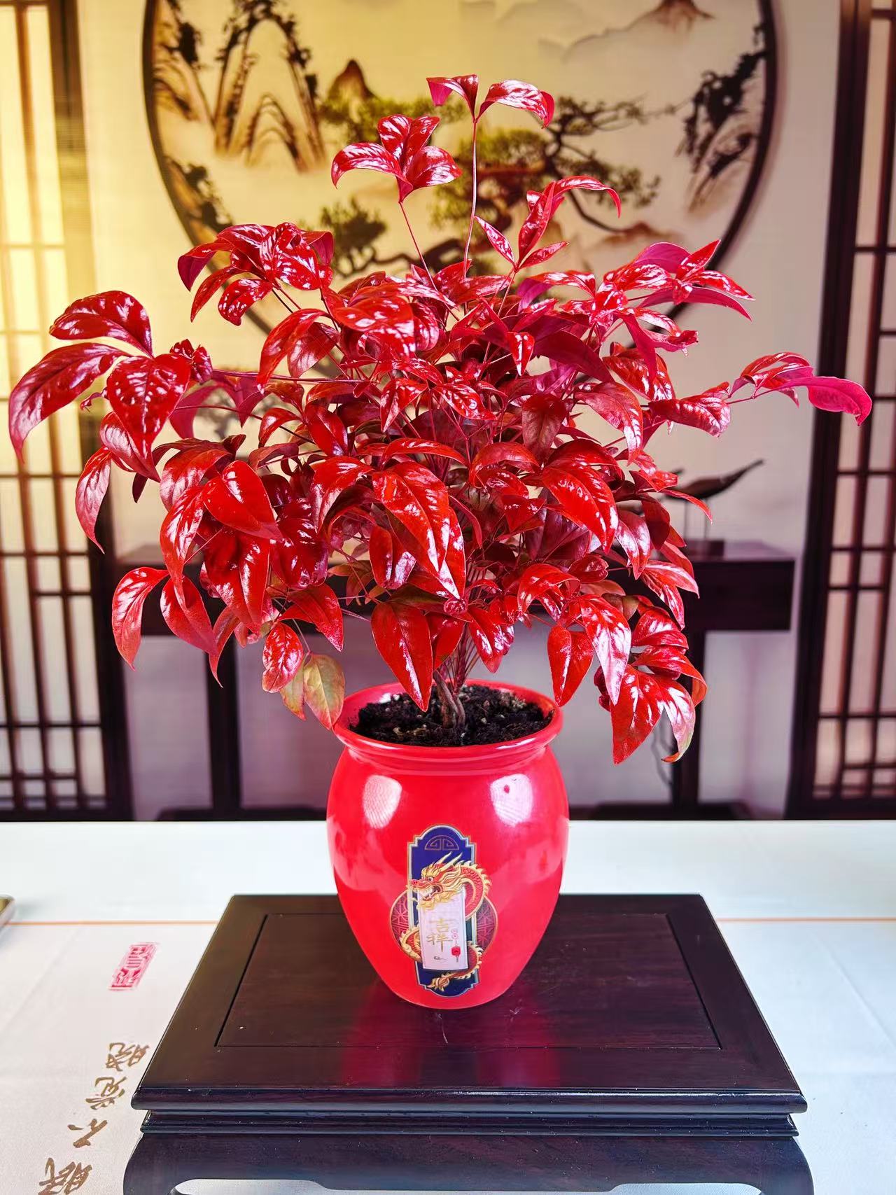 #南天竹#火焰南天竹#养花#绿植#耐寒#花卉#鲜花#花#鲜花绿植