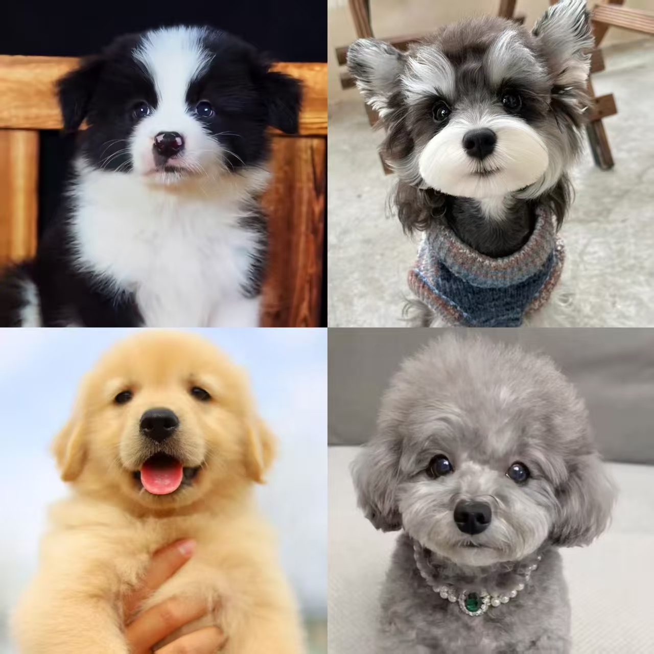 新（德阳犬业）T狗狗活体