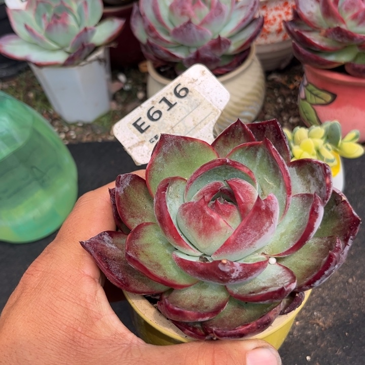 惊鸿一瞥多肉植物616