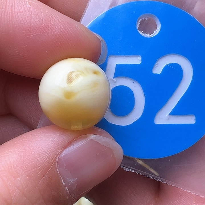 蜜蜡裸石未镶嵌花粉13.3m m