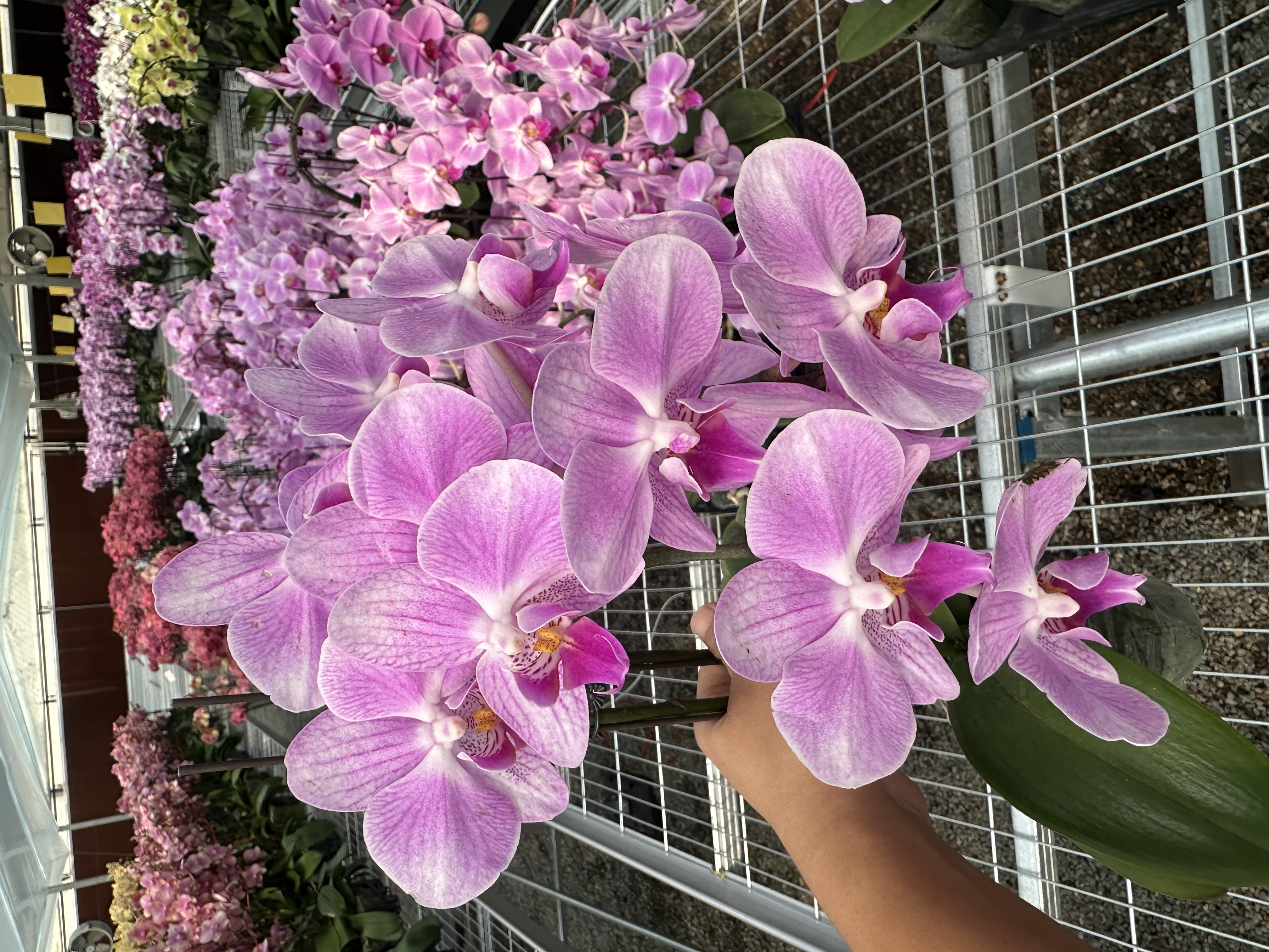 兰屿 LYSLAND【仙桃3.0寸】蝴蝶兰鲜花盆栽