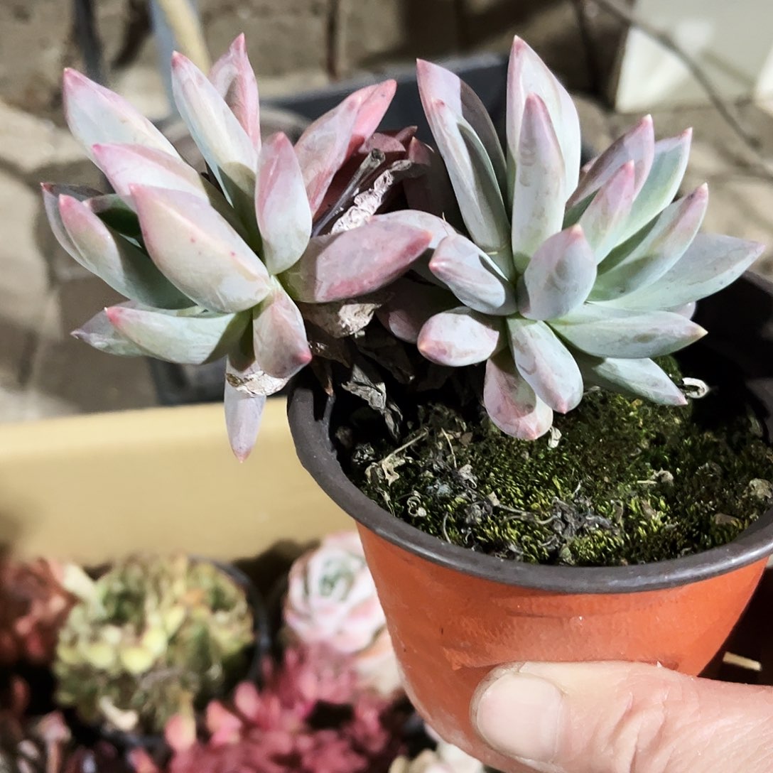 张*宁428多肉植物提取萃取剂中