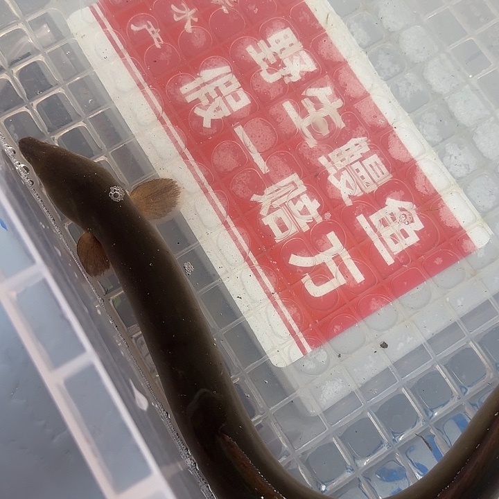 野生鳗鱼一斤包活到家