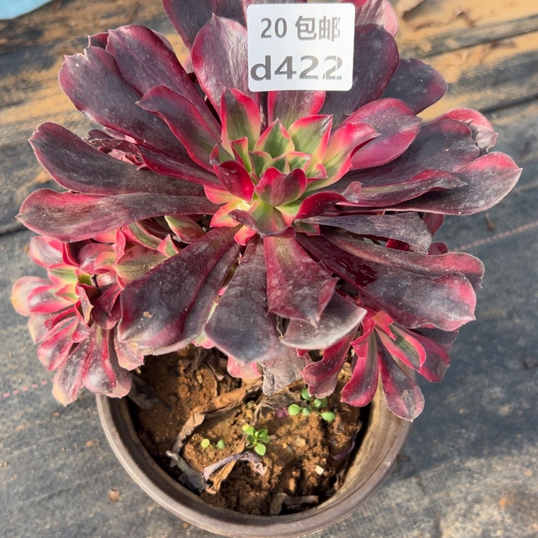 阁***布422美杜莎，满20包邮