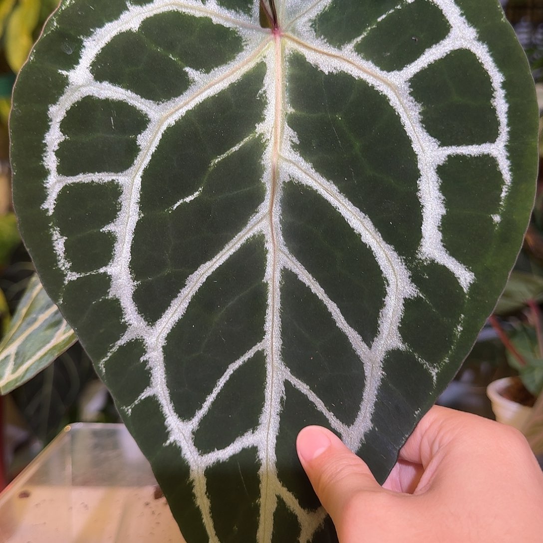 完全开放K141白雪公主