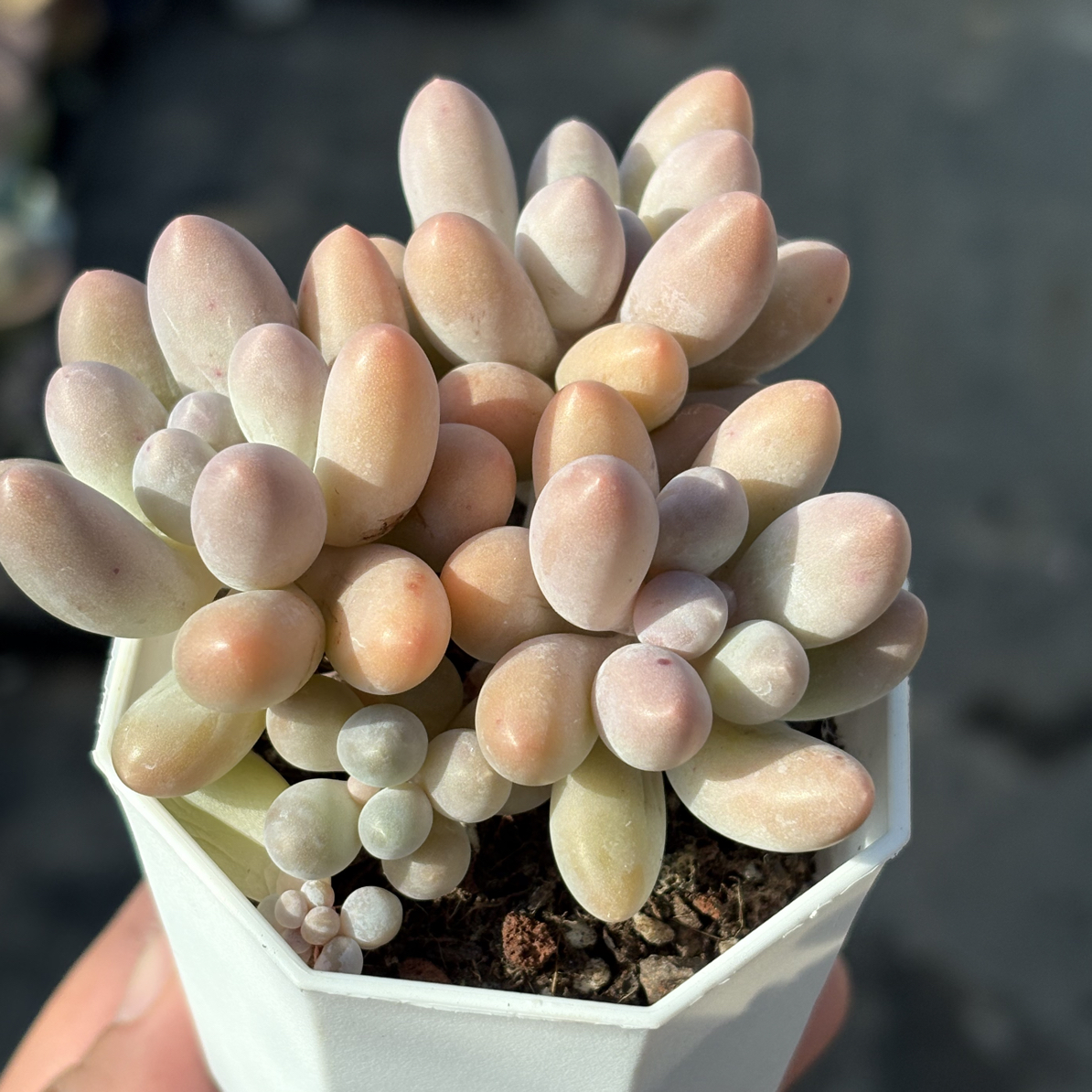 汤圆多肉6.5㎝盆 只发新疆一单包邮