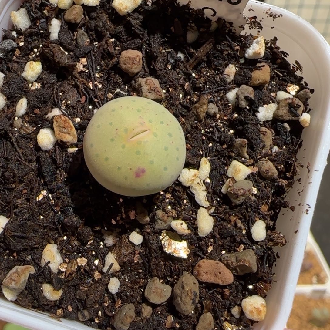 靓***丫肉锥多肉植物组合-1353奶油嘴