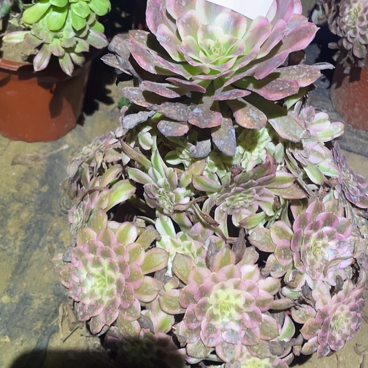 多肉植物法师941红铜白