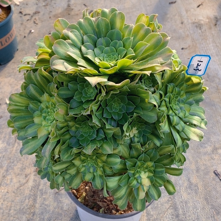 123翡翠琉璃多肉