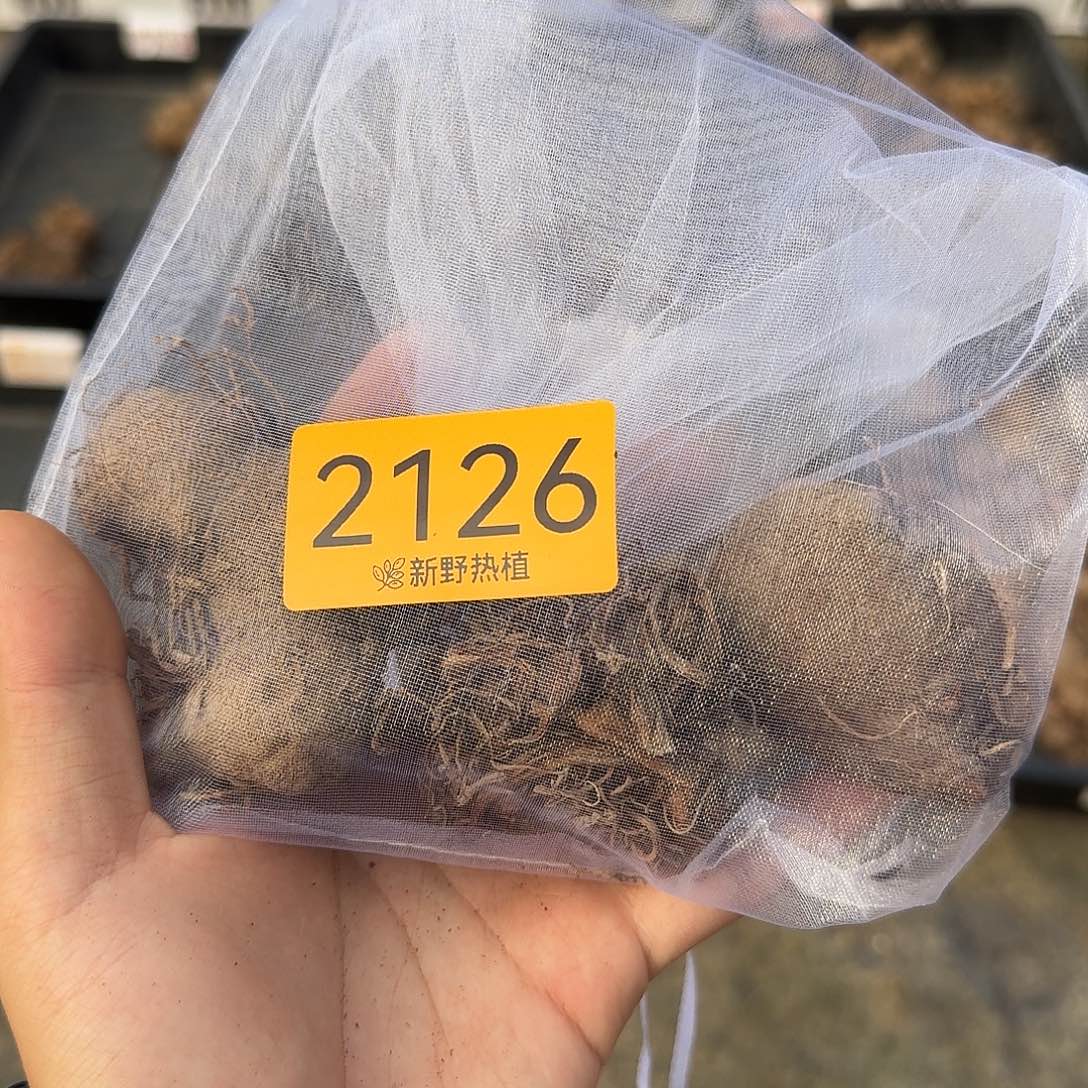 完全开放2126粉色丽人，胡椒薄荷，覆盆子裸球不售后