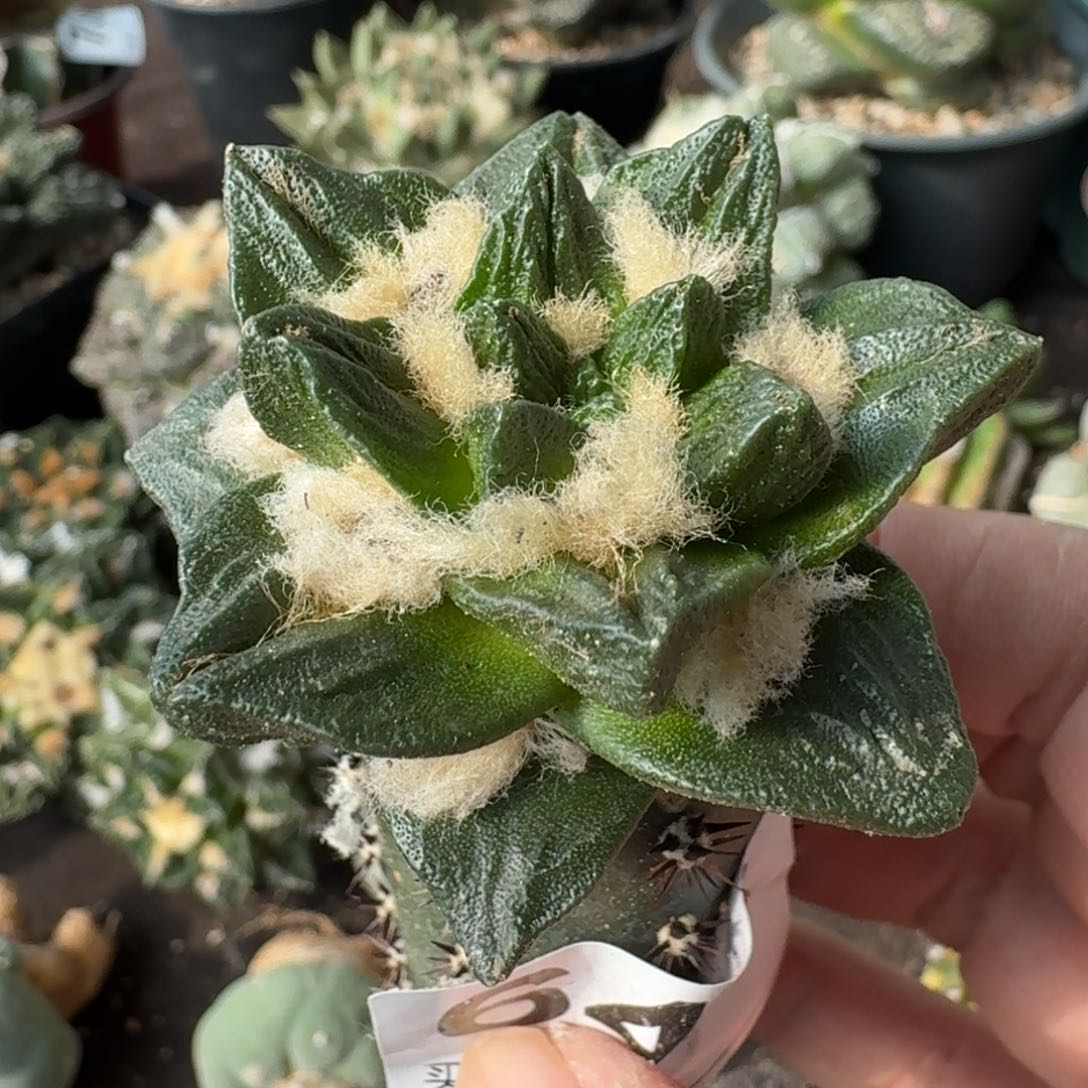 【闪购商品】大尤村主龙角643