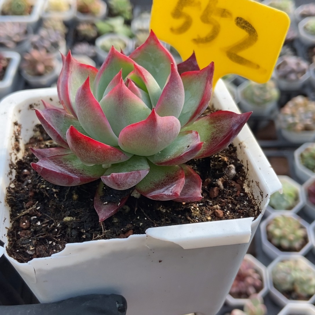 552惊鸿仙子多肉植物