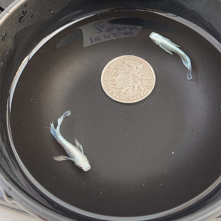 青鳉鱼真长鳍天使之翼2条24号