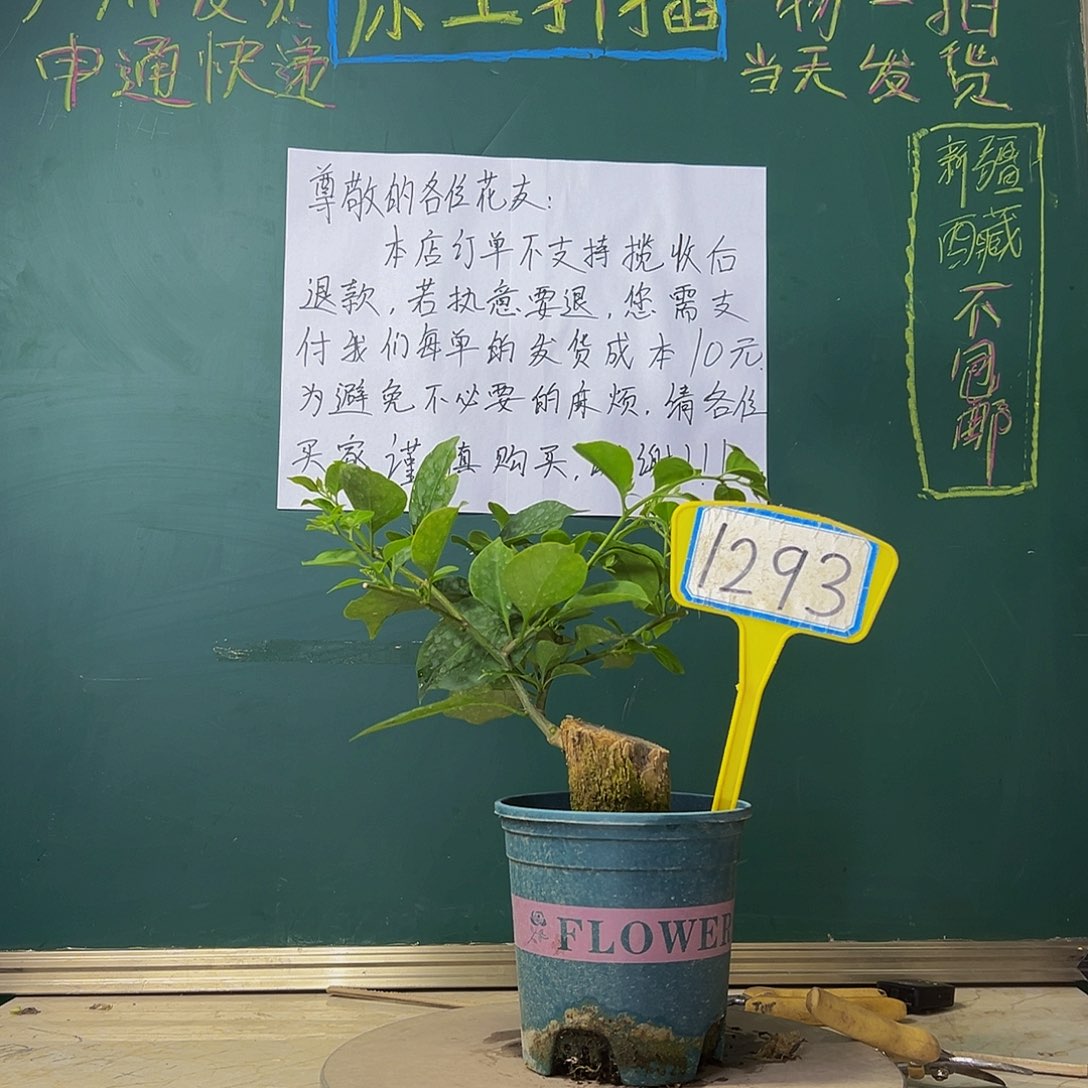 当前无花栽培后可以开花粗坨坨 安格斯 1293