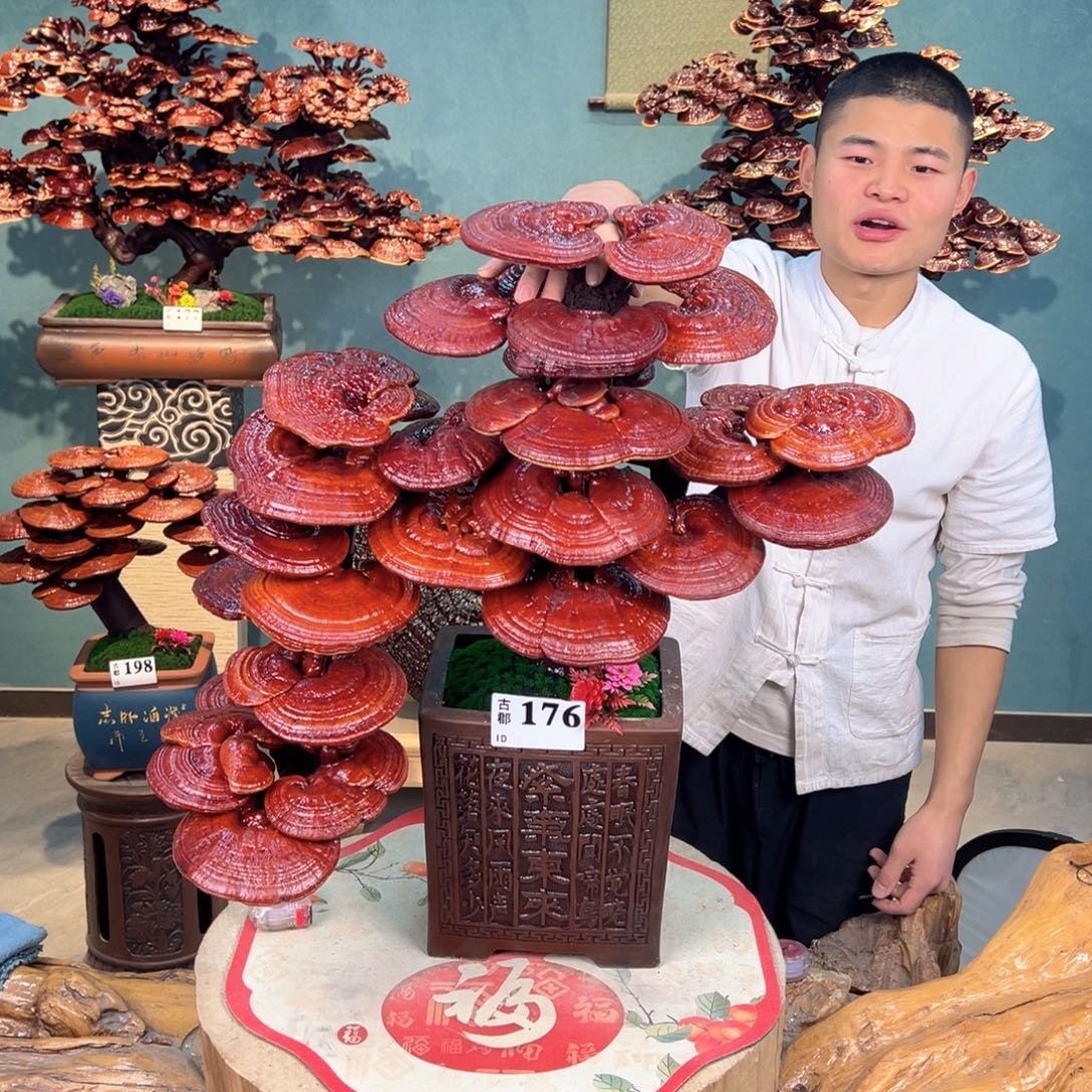 无花朵888888888888