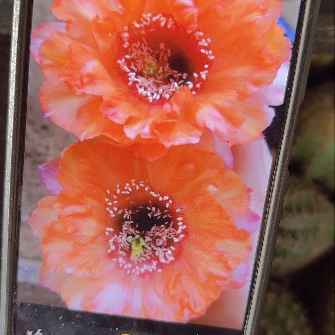 温婉彩侧牙20包邮仙人球瑕14