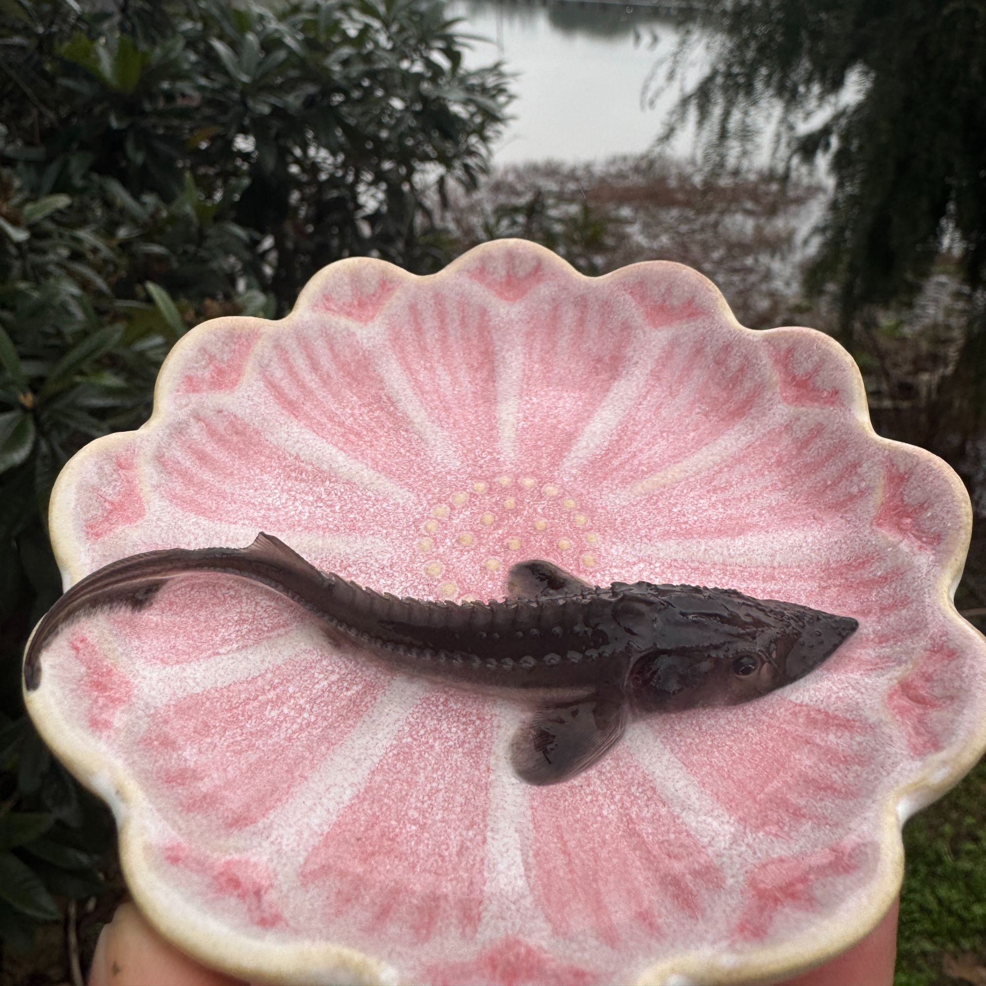 鲟龙鱼 淡水鱼 观赏鱼 淡水养殖