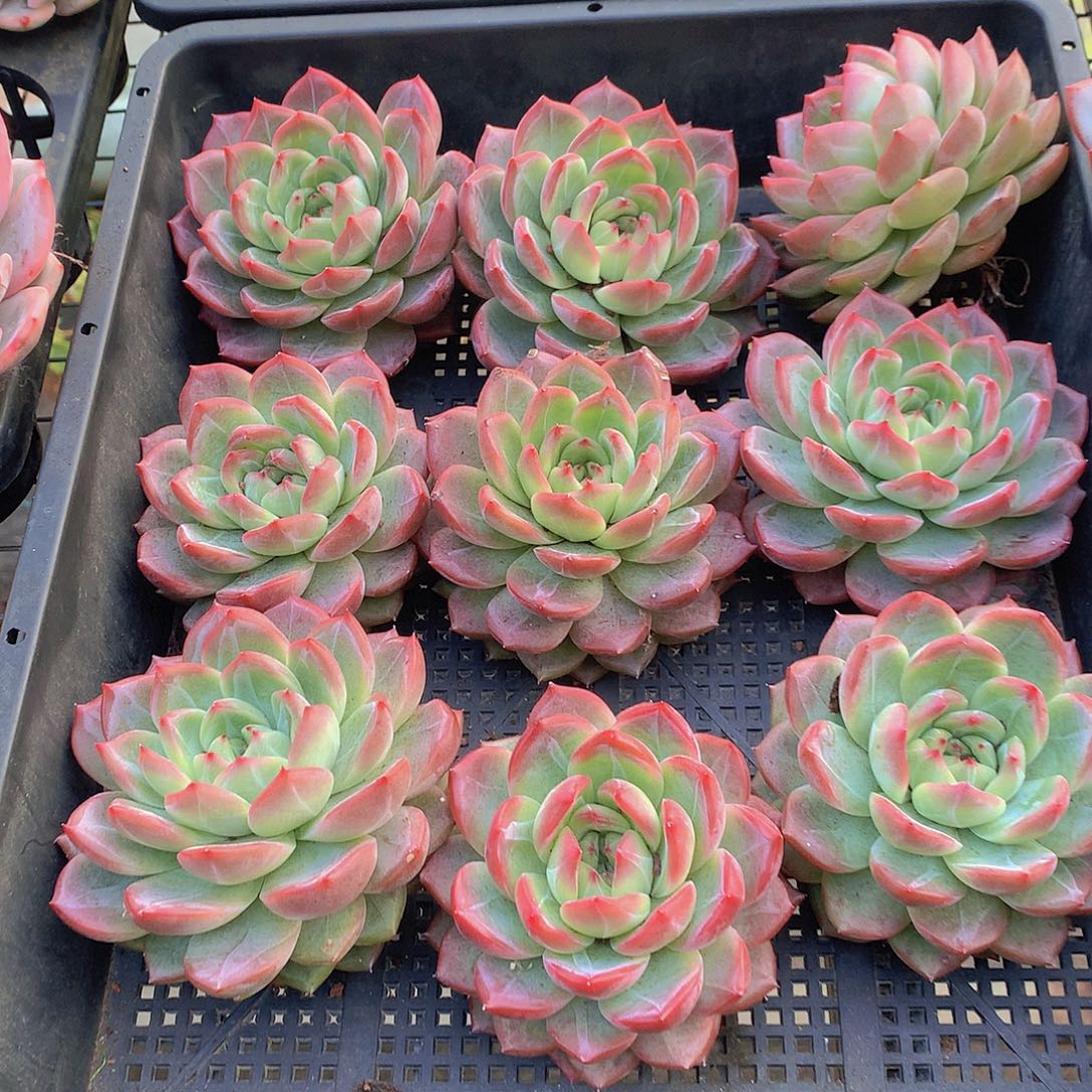 大号红鸾345677889900000