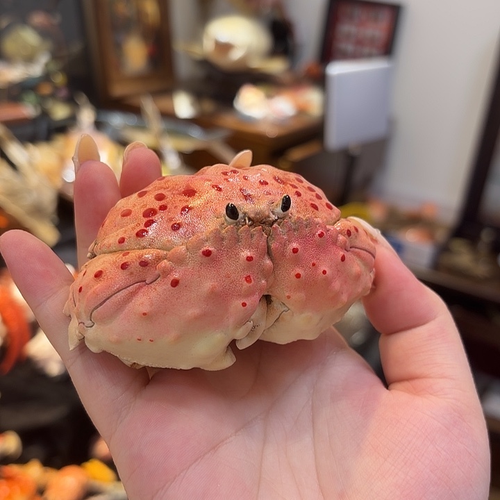 真实泡突馒头蟹标本