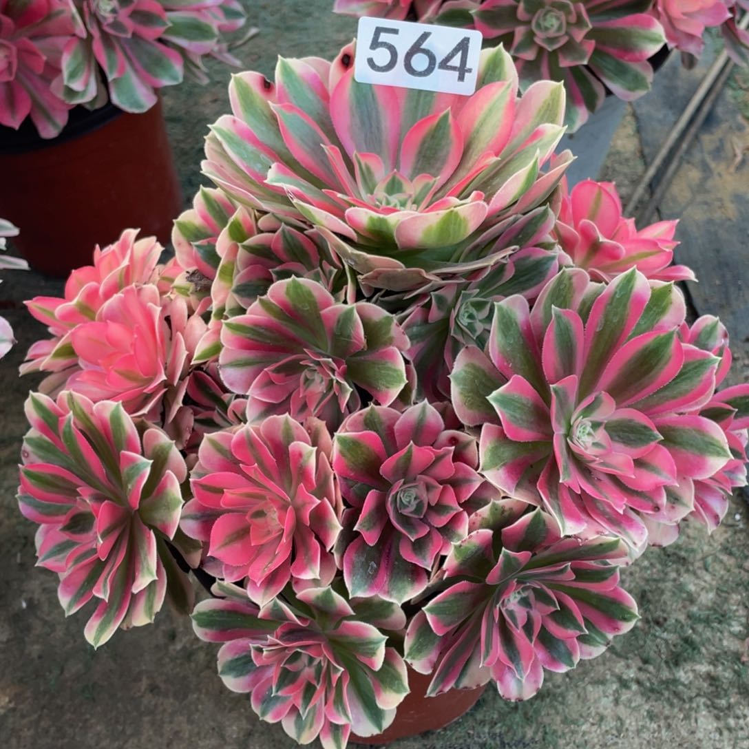 564粉女巫精品法师老桩