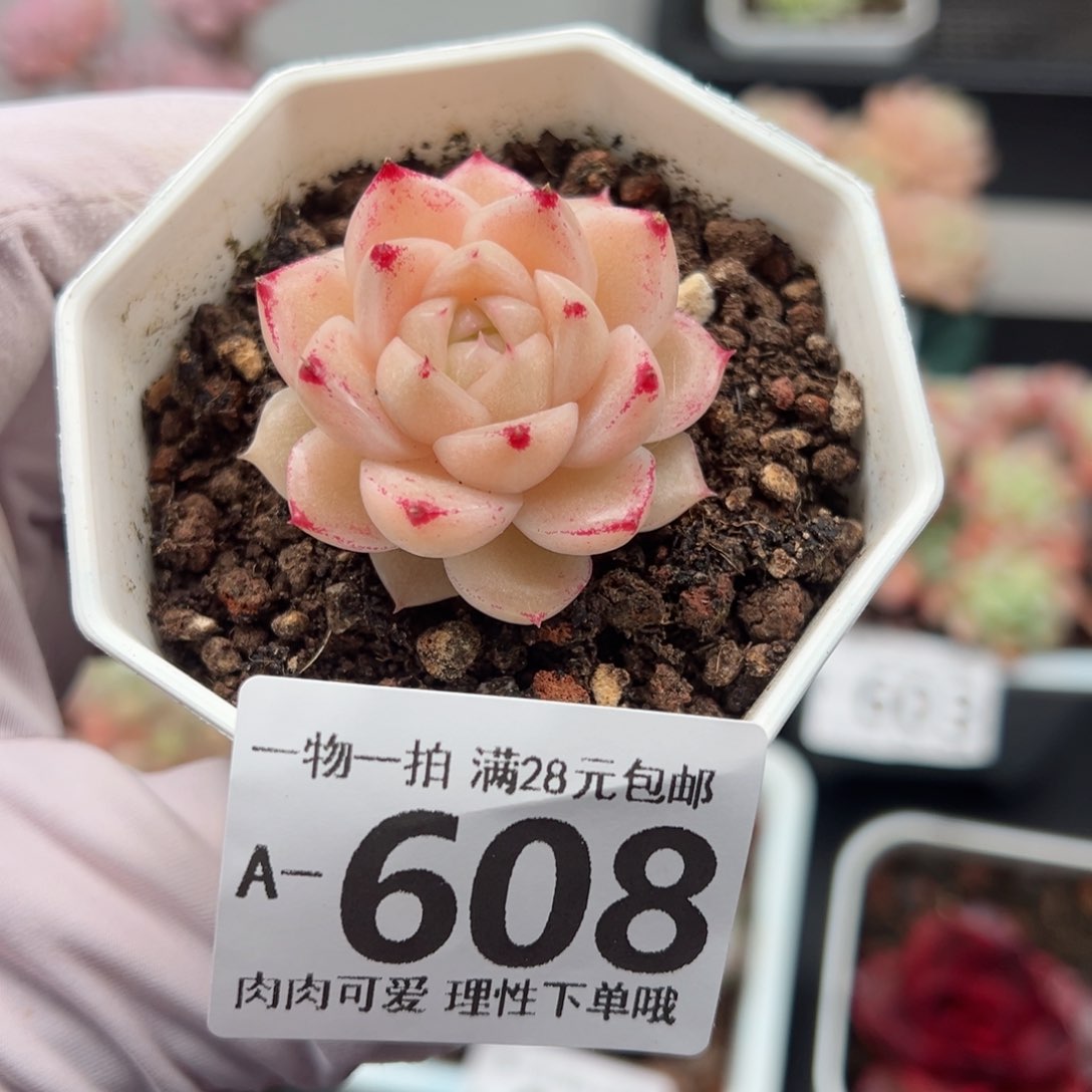 红枫3肉多肉多肉多肉