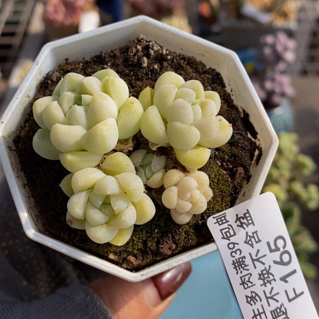 白月光165/3cm的肉