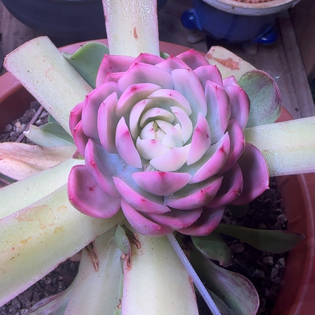 韩水晶锦带嫁接木发货