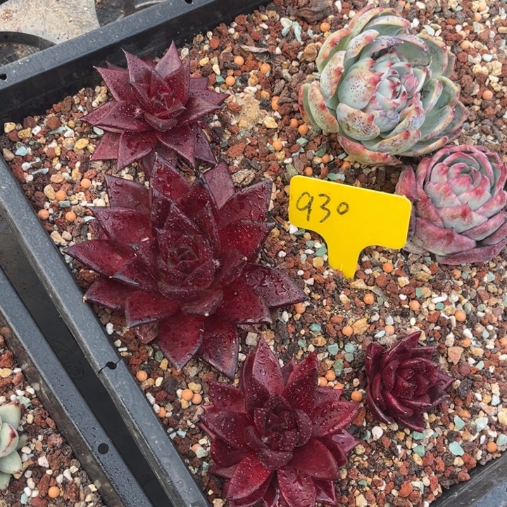 930多肉458899888880008